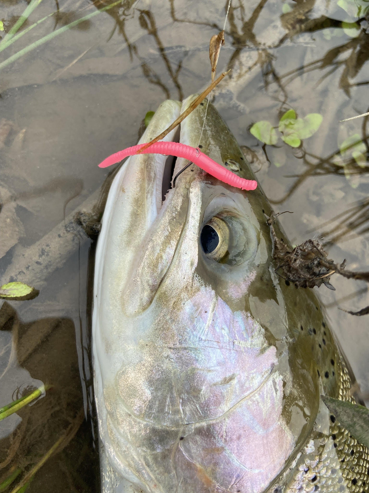 The Best Baits for Steelhead Fishing